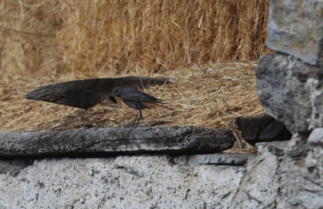 Codirosso spazzacamino